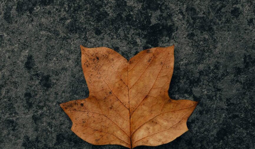 clay-banks-qcse15im24I-unsplash